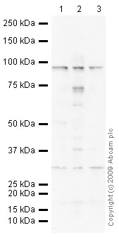 Western blot - Anti-NMDAR1 antibody - Neuronal Marker (AB52177)