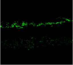 Immunohistochemistry (Formalin/PFA-fixed paraffin-embedded sections) - Anti-NMDAR2A antibody (AB169873), expandable thumbnail
