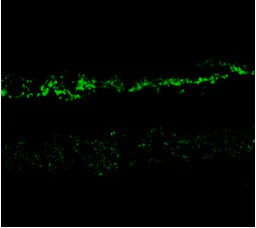 Immunohistochemistry (Formalin/PFA-fixed paraffin-embedded sections) - Anti-NMDAR2A antibody (AB169873)
