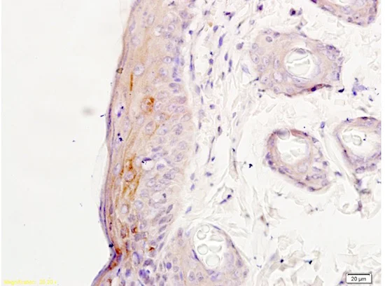 Immunohistochemistry (Formalin/PFA-fixed paraffin-embedded sections) - Anti-NMDAR2A antibody (AB203197)
