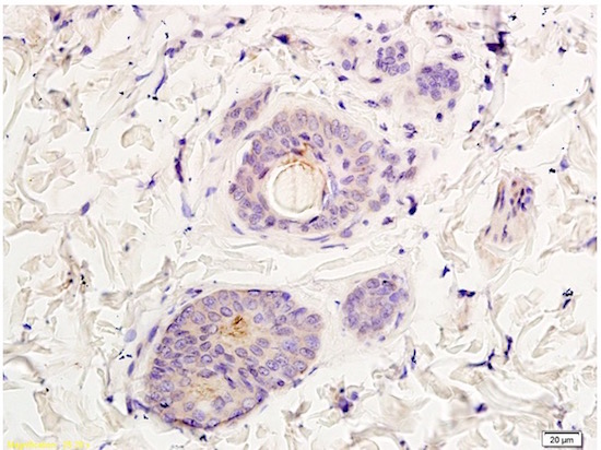 Immunohistochemistry (Formalin/PFA-fixed paraffin-embedded sections) - Anti-NMDAR2A antibody (AB203197), expandable thumbnail