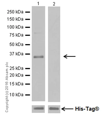Western blot - Anti-NMDAR2A antibody [EPR19694] (AB183939)