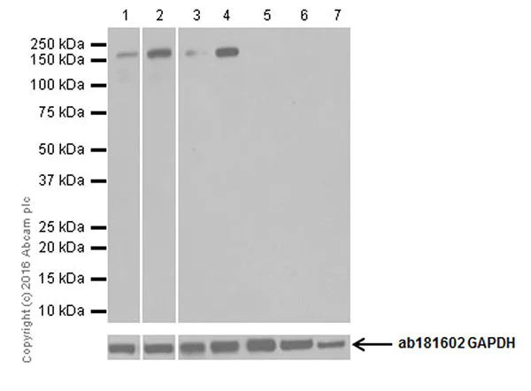 Western blot - Anti-NMDAR2A antibody [EPR19694] - BSA and Azide free (AB250710)