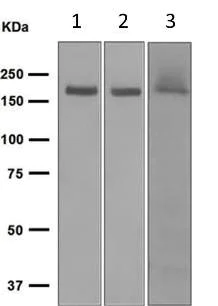 Western blot - Anti-NMDAR2A antibody [EPR2465(2)] (AB124913)