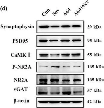 Western blot - Anti-NMDAR2A antibody [EPR2465(2)] (AB124913)