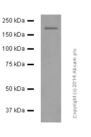 Western blot - Anti-NMDAR2A antibody [EPR2465(2)] (AB124913), expandable thumbnail