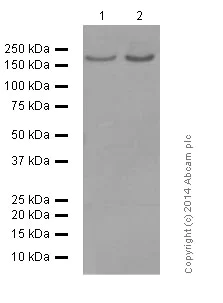 Western blot - Anti-NMDAR2A antibody [EPR2465(2)] - BSA and Azide free (AB232332)