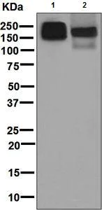 Western blot - Anti-NMDAR2A antibody [EPR7063] - BSA and Azide free (AB248433)