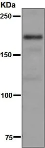 Western blot - Anti-NMDAR2A antibody [EPR7063] - BSA and Azide free (AB248433)