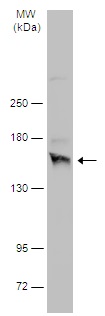 Western blot - Anti-NMDAR2A antibody - N-terminal (AB227233), expandable thumbnail