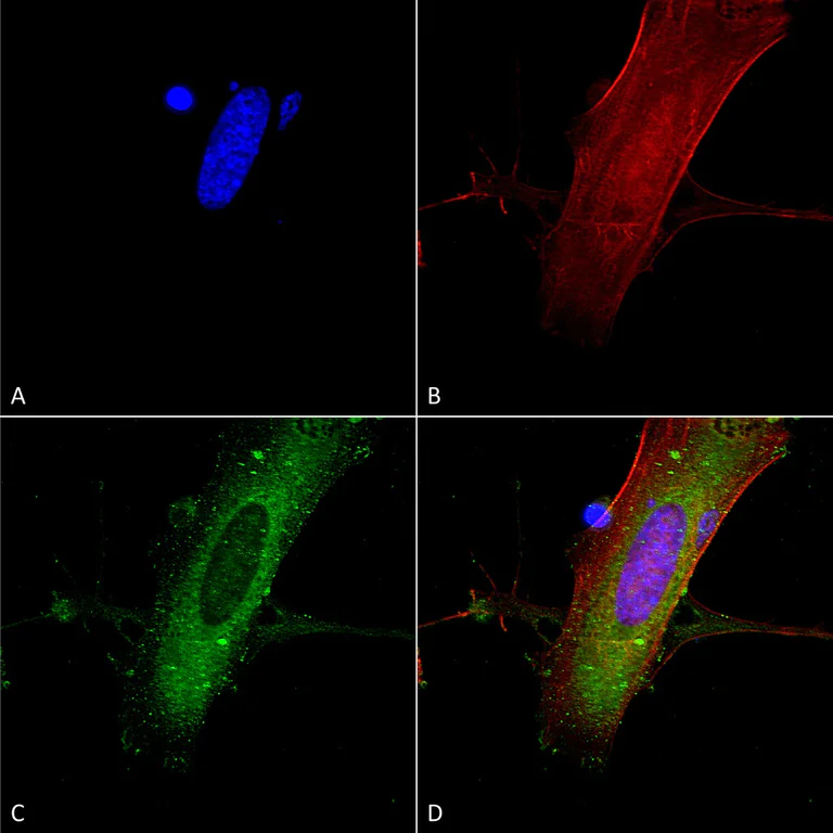 Immunocytochemistry/ Immunofluorescence - Anti-NMDAR2A antibody [N327A/38] - N-terminal (AB174636)