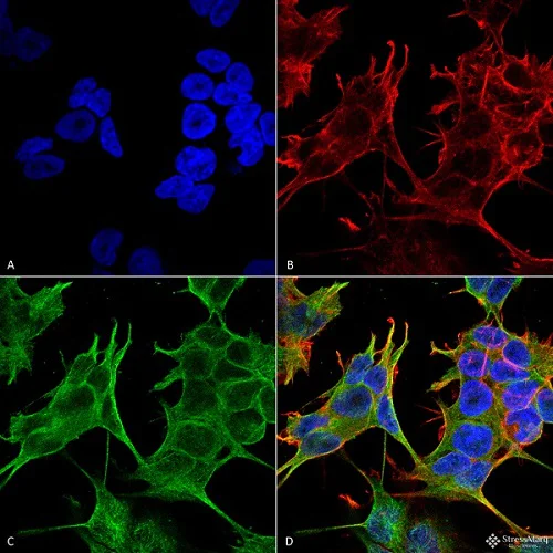 Immunocytochemistry/ Immunofluorescence - Anti-NMDAR2A antibody [S327-95] - N-terminal (AB240884)