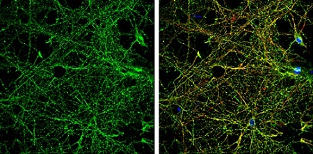 Immunocytochemistry/ Immunofluorescence - Anti-NMDAR2B antibody - C-terminal (AB229636)