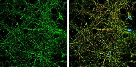 Immunocytochemistry/ Immunofluorescence - Anti-NMDAR2B antibody - C-terminal (AB229636)