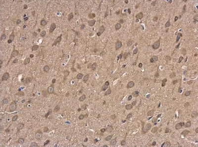 Immunohistochemistry (Formalin/PFA-fixed paraffin-embedded sections) - Anti-NMDAR2B antibody - C-terminal (AB229636)