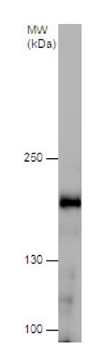 Western blot - Anti-NMDAR2B antibody - C-terminal (AB229636)