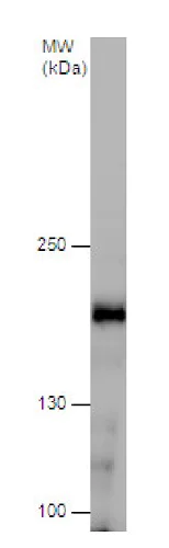 Western blot - Anti-NMDAR2B antibody - C-terminal (AB229636)