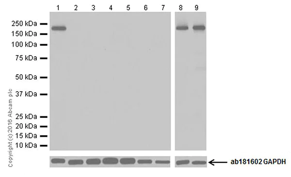 Western blot - Anti-NMDAR2B antibody [EPR19295] - BSA and Azide free (AB250711)
