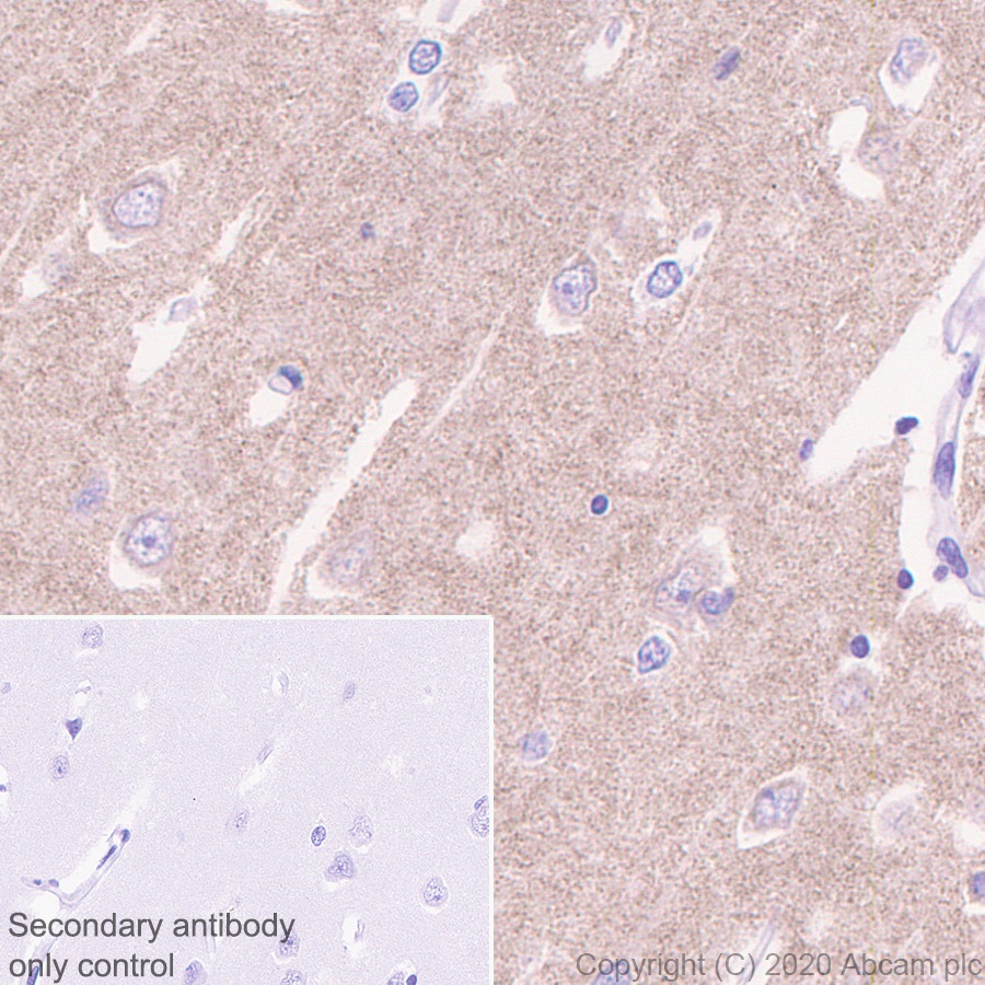 Immunohistochemistry (Formalin/PFA-fixed paraffin-embedded sections) - Anti-NMDAR2B antibody [EPR23460-119] (AB254356), expandable thumbnail