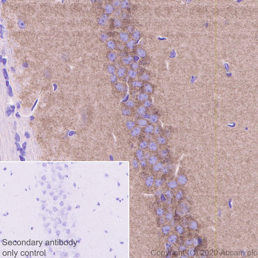 Immunohistochemistry (Formalin/PFA-fixed paraffin-embedded sections) - Anti-NMDAR2B antibody [EPR23460-119] (ab254356), expandable thumbnail