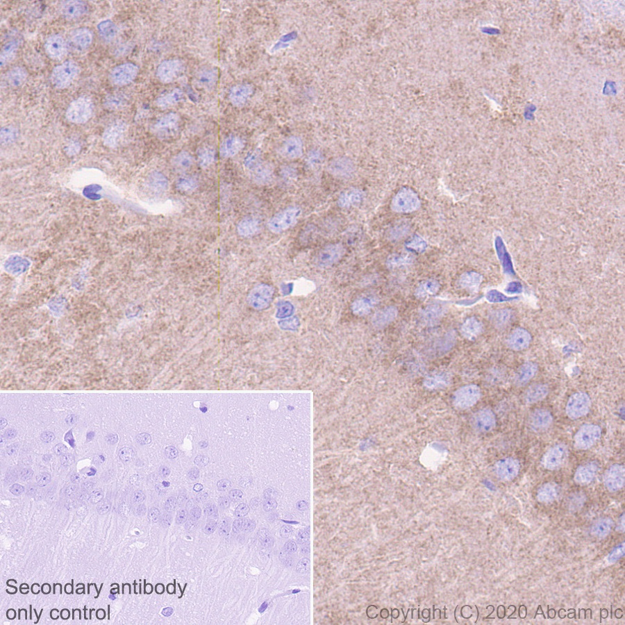 Immunohistochemistry (Formalin/PFA-fixed paraffin-embedded sections) - Anti-NMDAR2B antibody [EPR23460-119] (ab254356), expandable thumbnail