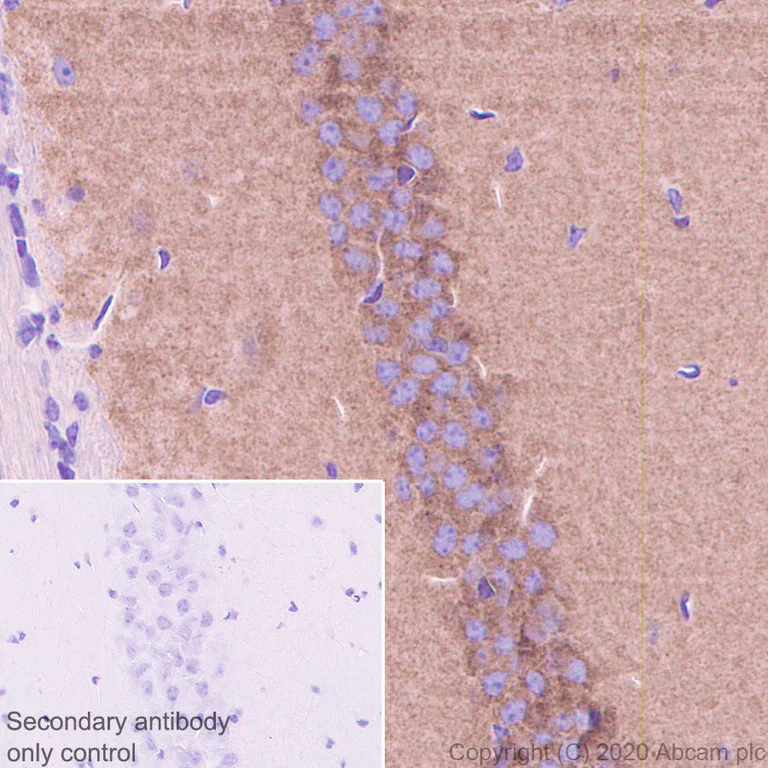 Immunohistochemistry (Formalin/PFA-fixed paraffin-embedded sections) - Anti-NMDAR2B antibody [EPR23460-119] - BSA and Azide free (AB275096)