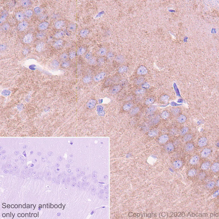 Immunohistochemistry (Formalin/PFA-fixed paraffin-embedded sections) - Anti-NMDAR2B antibody [EPR23460-119] - BSA and Azide free (AB275096)