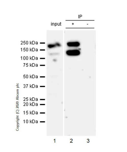 Immunoprecipitation - Anti-NMDAR2B antibody [EPR23460-119] - BSA and Azide free (AB275096)