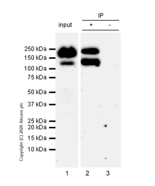 Immunoprecipitation - Anti-NMDAR2B antibody [EPR23460-119] - BSA and Azide free (AB275096)