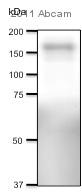 Western blot - Anti-NMDAR2B antibody [NR2B] (AB28373)