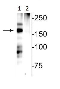 Western blot - Anti-NMDAR2B (phospho S1166) antibody (AB254092), expandable thumbnail