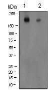 Western blot - Anti-NMDAR2B (phospho S1303) antibody [EP1858Y] (AB81271)