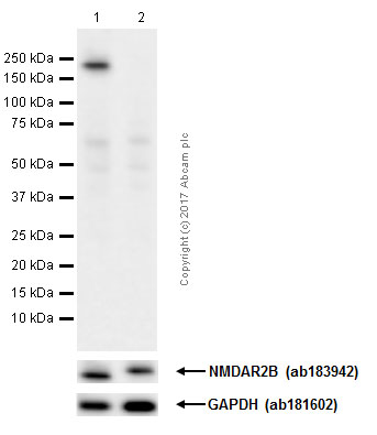 Western blot - Anti-NMDAR2B (phospho S1303) antibody [EP1858Y] (AB81271)