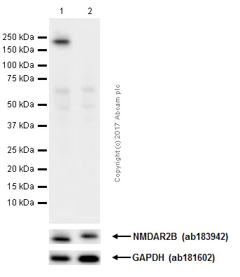 Western blot - Anti-NMDAR2B (phospho S1303) antibody [EP1858Y] (AB81271)