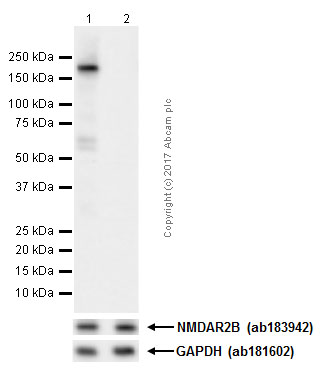Western blot - Anti-NMDAR2B (phospho S1303) antibody [EP1858Y] (AB81271)