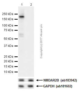 Western blot - Anti-NMDAR2B (phospho S1303) antibody [EP1858Y] (AB81271)