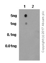 Dot Blot - Anti-NMDAR2B (phospho S1303) antibody [EP1858Y] - BSA and Azide free (AB239897)