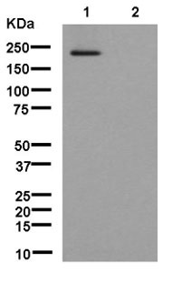 Western blot - Anti-NMDAR2B (phospho Y1070) antibody [EPR13436] (AB181102)