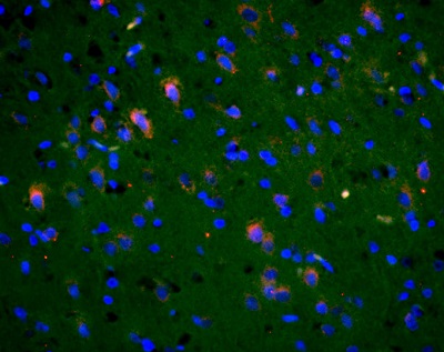 Immunohistochemistry (Formalin/PFA-fixed paraffin-embedded sections) - Anti-NMDAR2B (phospho Y1336) antibody (AB215439)