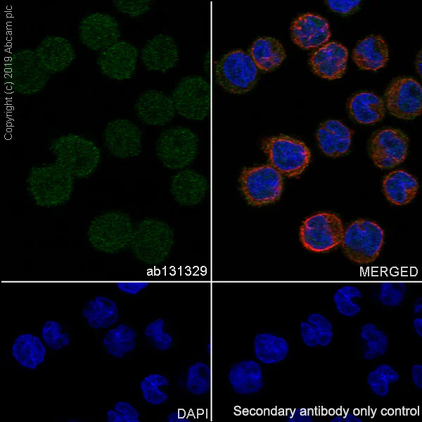 Immunocytochemistry/ Immunofluorescence - Anti-NME2 antibody [EPR8351] (AB131329)