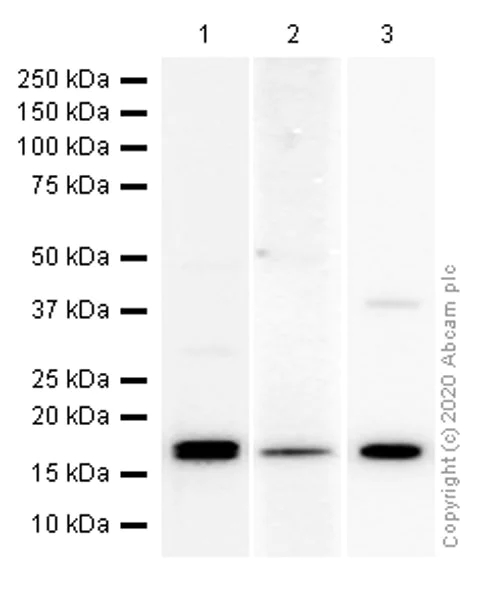 Western blot - Anti-NME2 antibody [EPR8351] - BSA and Azide free (AB248409)