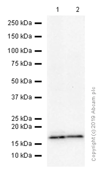 Western blot - Anti-NME2 antibody [EPR8351] - BSA and Azide free (AB248409)