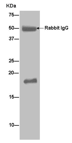 Immunoprecipitation - Anti-NME3 antibody [EPR13117] (AB181257)