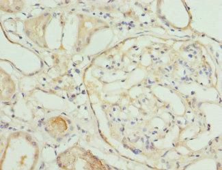 Immunohistochemistry (Formalin/PFA-fixed paraffin-embedded sections) - Anti-Nmnat1/NMNAT antibody (AB229772)