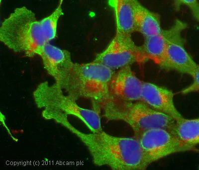 Immunocytochemistry/ Immunofluorescence - Anti-NMNAT2 antibody [2E4] (AB56980)