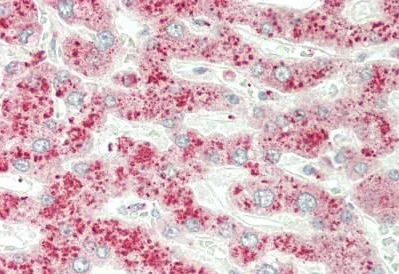 Immunohistochemistry (Formalin/PFA-fixed paraffin-embedded sections) - Anti-NMNAT3 antibody (AB230839)