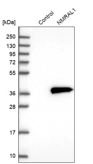 Western blot - Anti-NMRAL1 antibody (AB272637)