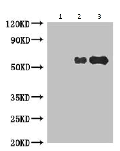 Immunoprecipitation - Anti-NMT2 antibody (AB230028)