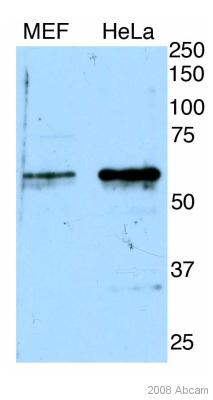 Western blot - Anti-nmt55 / p54nrb antibody (AB50411)