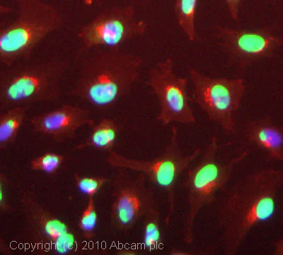 Immunocytochemistry/ Immunofluorescence - Anti-nmt55 / p54nrb antibody (AB70335)